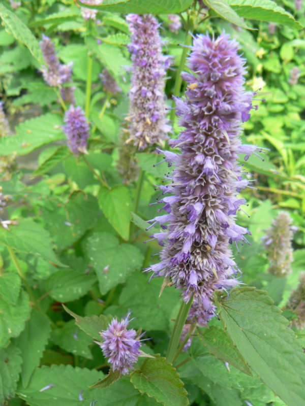 agastache-anisee-bio-1