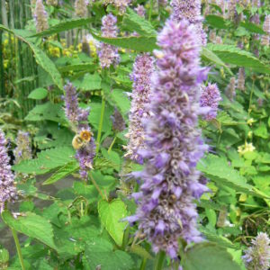 L'agastache anisée à des fleurs comestibles attirent les abeilles