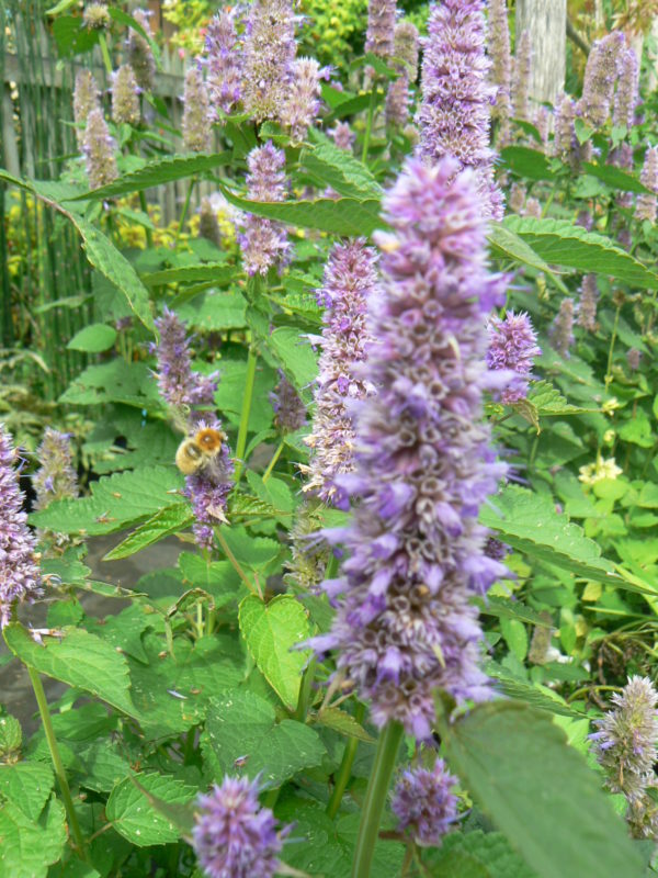 L'agastache anisée à des fleurs comestibles attirent les abeilles
