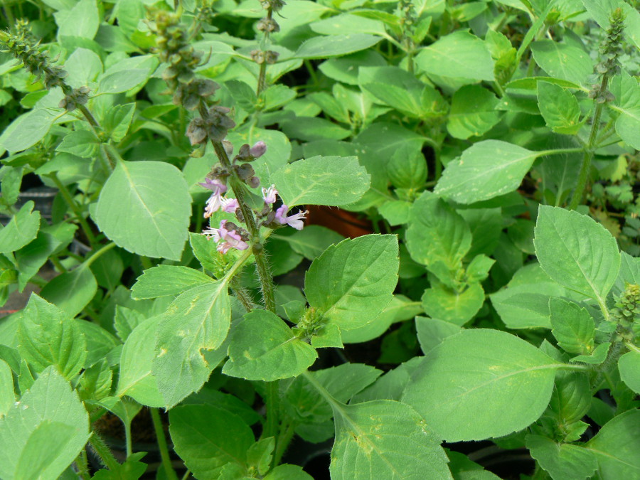 Basilic Vivace de Crimée ou Basilic Tauris Bio - Les Jardins d'Ollivier