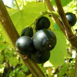 cassis rouge bio neva jardin potager