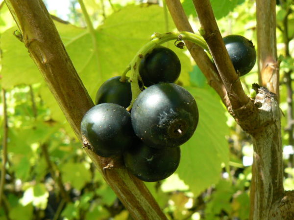 cassis rouge bio neva jardin potager