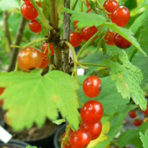 groseille bio rouge-la-turinoise jardin naturel