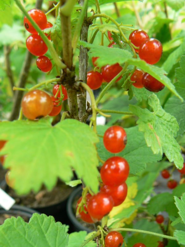 groseille bio rouge-la-turinoise jardin naturel