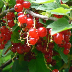 jardin bio groseillier rouge versailles-rouge