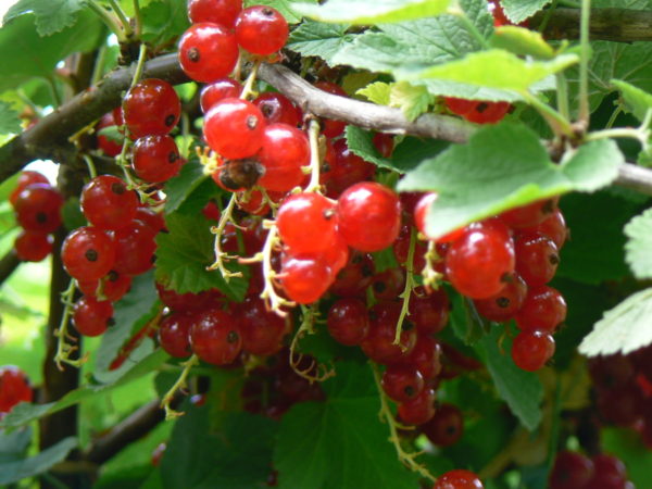 jardin bio groseillier rouge versailles-rouge