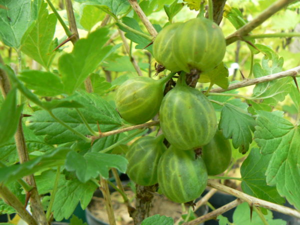 groseille bio lady-delameen jardin naturel