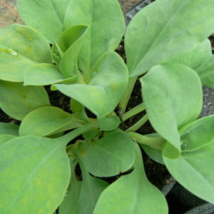 mertensia nemerosa bio plante à goût d' huite