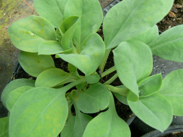 mertensia nemerosa bio plante à goût d' huite