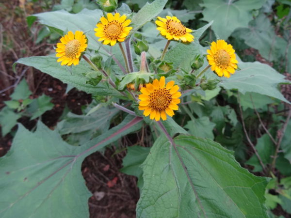 fleur de la poire de terre bio