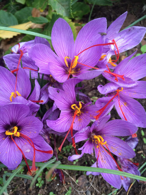 fleurs de safran du bio