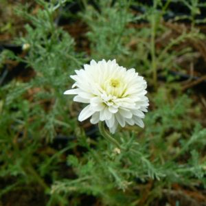 camomille-romaine culture ecologique