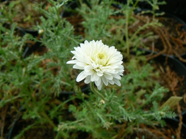 Fleurs de camomille romaine