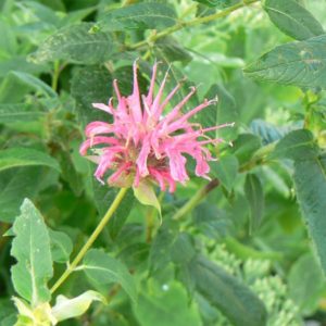 Monarde thé rouge bio