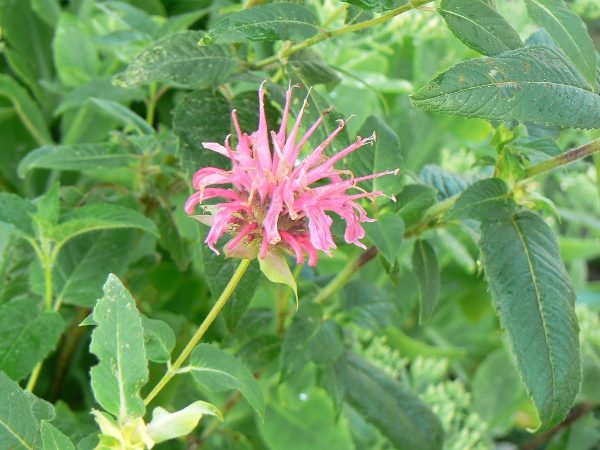 Monarde thé rouge bio