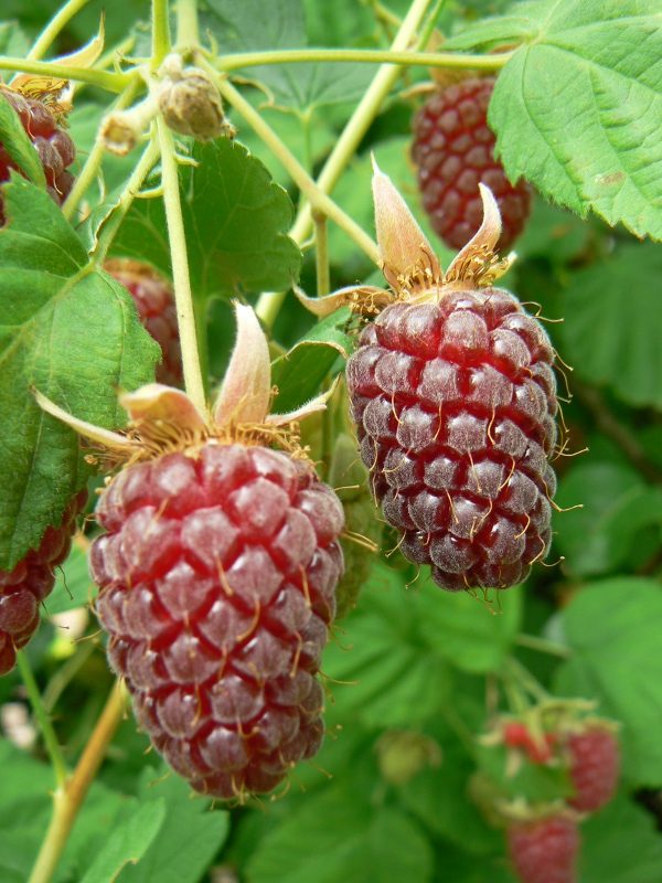 Framboisier Grimpant Loganberry Bio - Les Jardins d'Ollivier