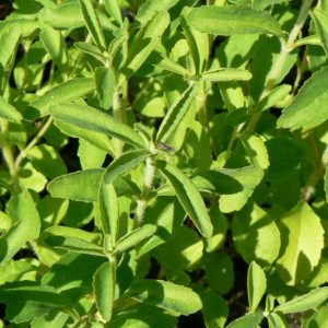 Stevia bio