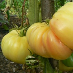 Tomates blanches Bio