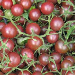 Tomate black cherry bio