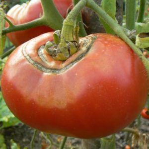 Tomates rouges grosses à chaire Bio