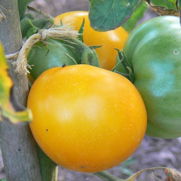 Tomate jaune golden jubilée bio