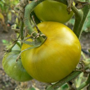 Tomates vertes Bio