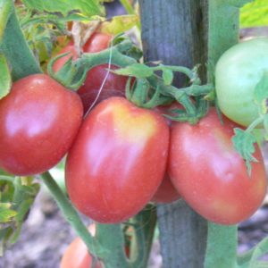 Tomates roses Bio