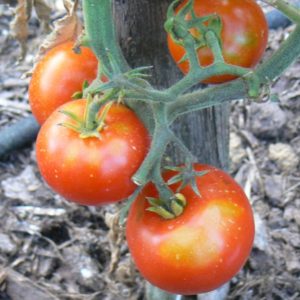 Tomates rouges moyennes Bio