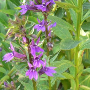 Lobelia Vedrariensis