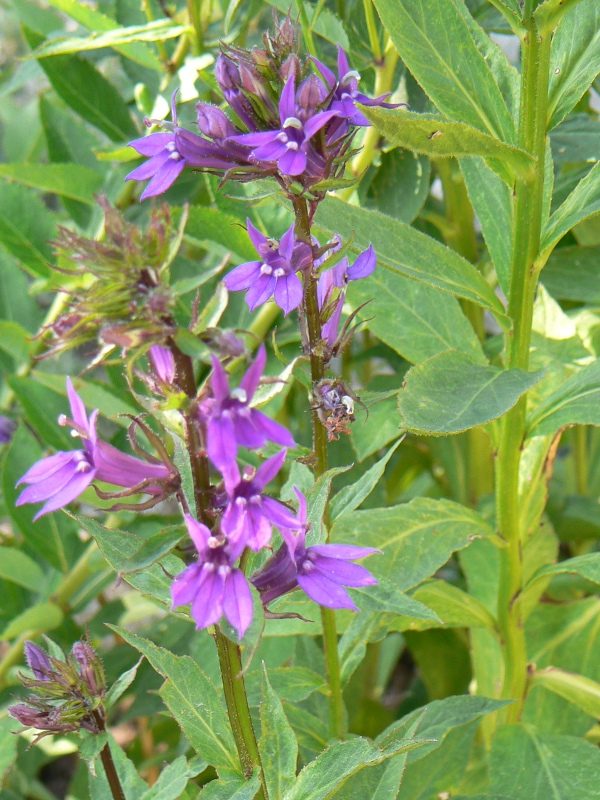 Lobelia Vedrariensis