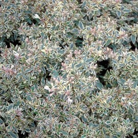 Abelia Confettii