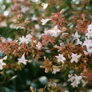 Abelia Grandiflora