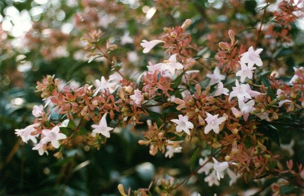 Abelia Grandiflora