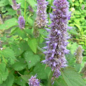 Agastache Rugueuse Bio