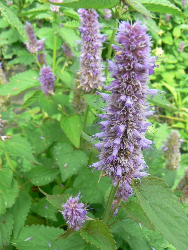 Agastache Rugueuse Bio