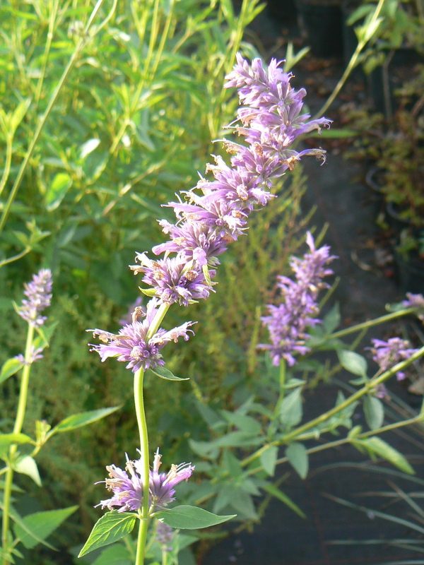 Agastache Serpentine