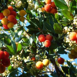 Arbousier ou Arbre Aux Fraises Bio