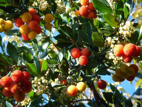 Arbousier ou Arbre Aux Fraises Bio