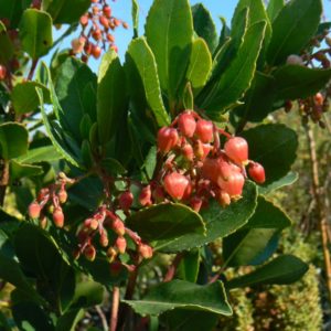 Arbousier Rose ou Arbre à Fraises Bio