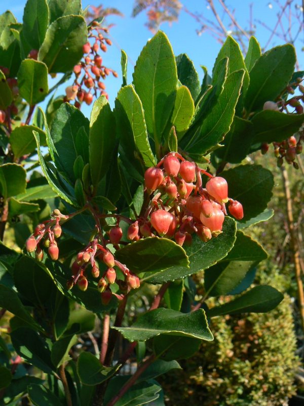 Arbousier Rose ou Arbre à Fraises Bio