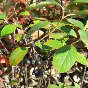 Aronia Prunifolia