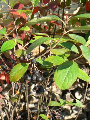 Aronia Prunifolia