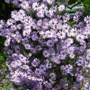 Aster Ideal