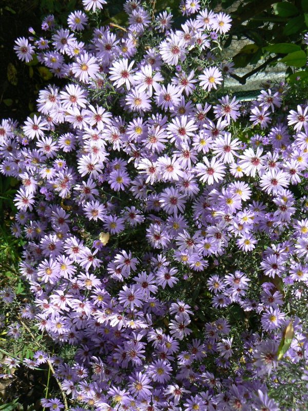 Aster Ideal