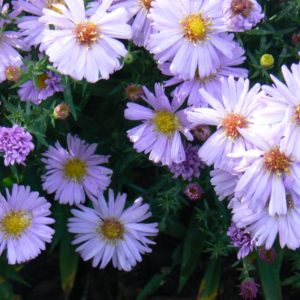 Aster Nain