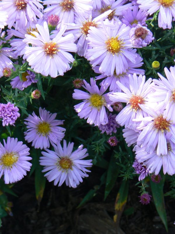 Aster Nain