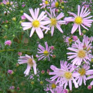 Aster Blue Star