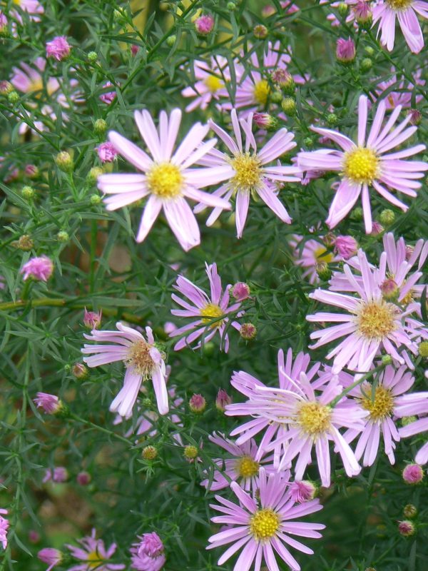 Aster Blue Star