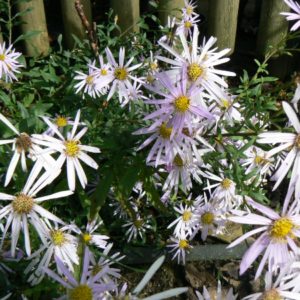 Aster Sonia