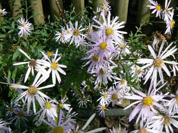 Aster Sonia